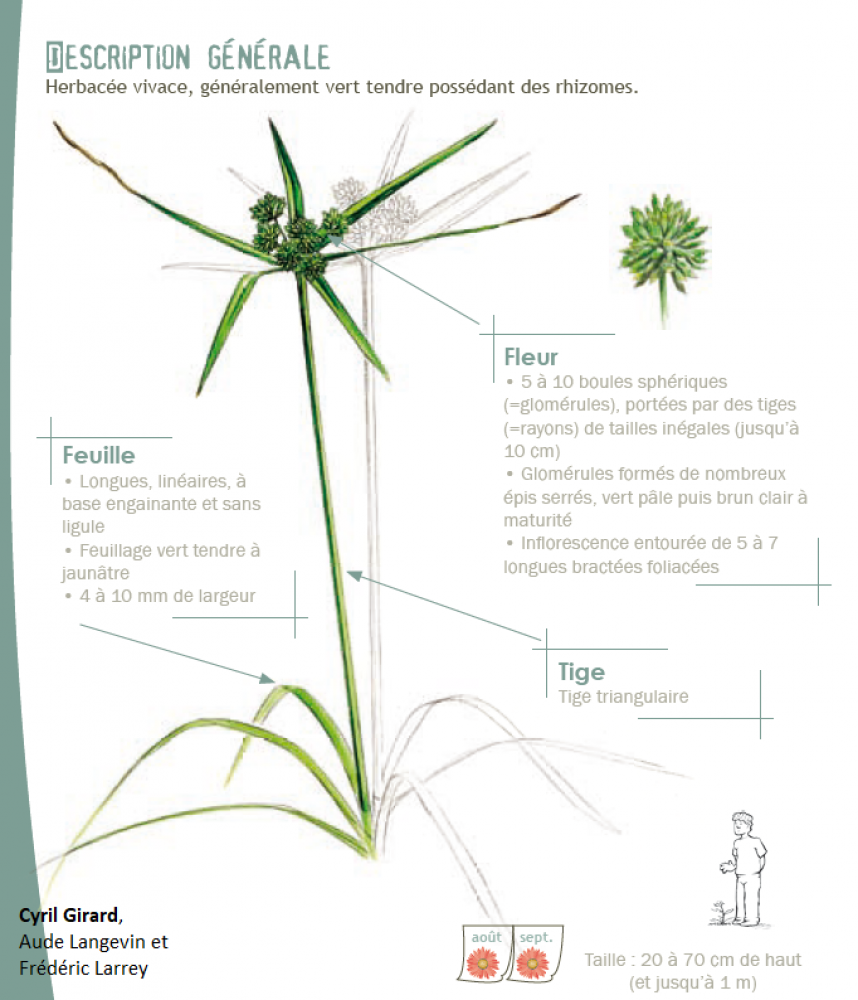 Cyperus eragrostis Lam., 1791